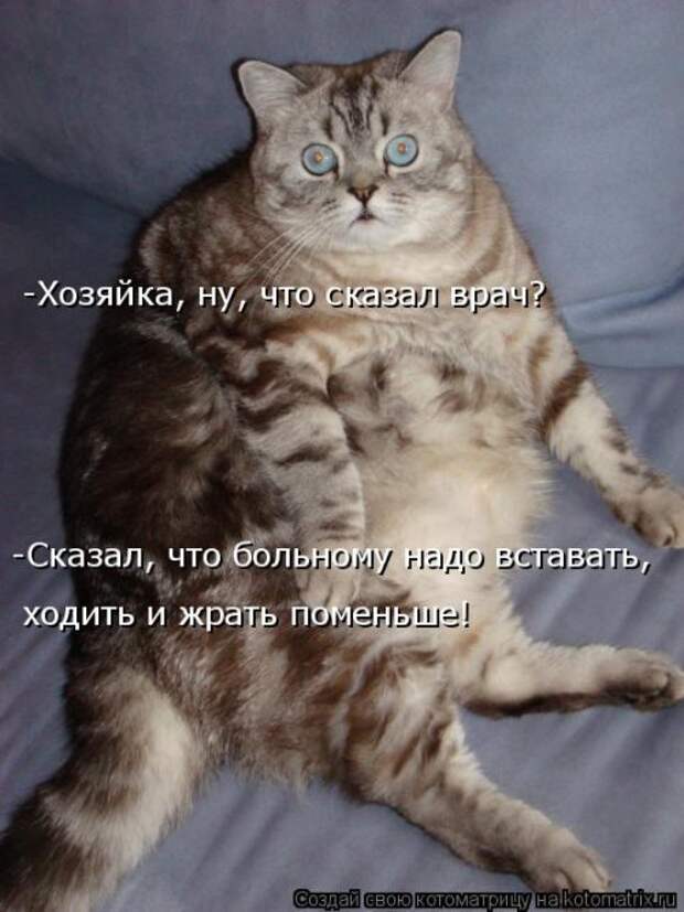 Новая котоматрица для всех (34 фото)