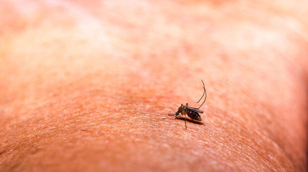 Врач: аллергия на укусы насекомых возникает при повторяющихся контактах с ними