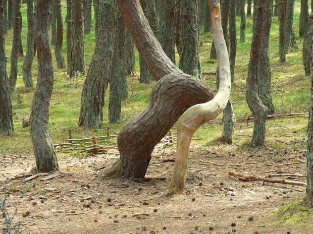 6. Этим изогнутым деревьям в «Танцующем лесу» в России нет объяснения в мире, интересно, наука, познавательно, феномен, фото