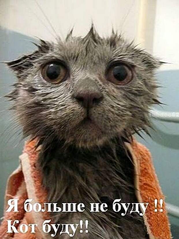 На сегодня всё. Хорошего настроения, Смотрящим !! животные, позитив, фотографии, юмор
