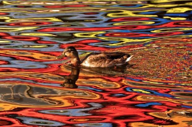 Dale Keiger Краски осени отражаются в воде.  красивые кадры, факты, фото