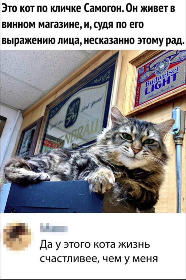 Счастливый кот Счастливый кот