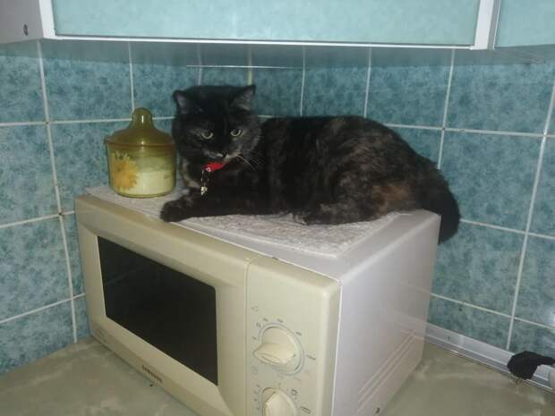 кошка на кухне