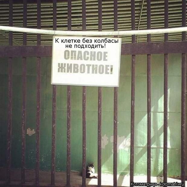Лучшие котоматрицы недели Лучшие котоматрицы недели
