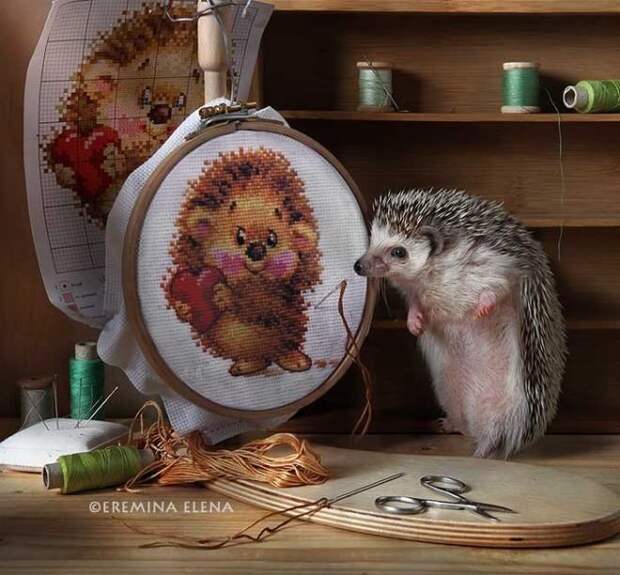 Тайная жизнь домашних ежиков Тайная жизнь домашних ежиков