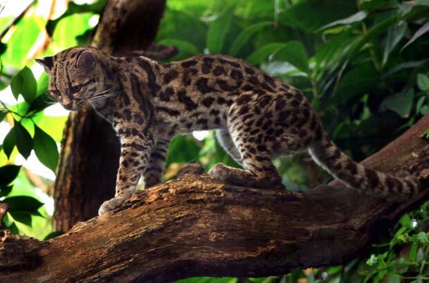 19-Leopardus wiedii.JPEG