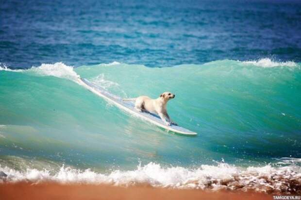 Собаки, которые решили покататься по волнам на доске для серфинга
