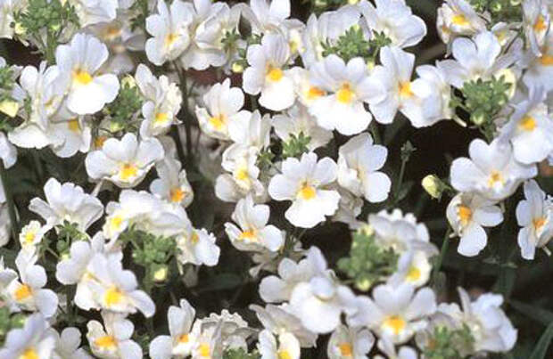 Белые цветы немезии