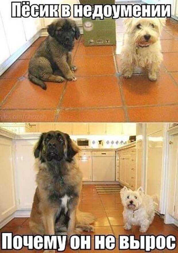 Прикольные и смешные картинки
