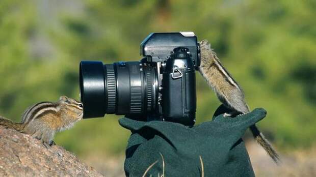 животные фотографы, животные желающие стать фотографами