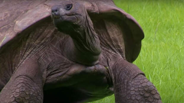 190-летний Джонатан стал старейшей черепахой в мире