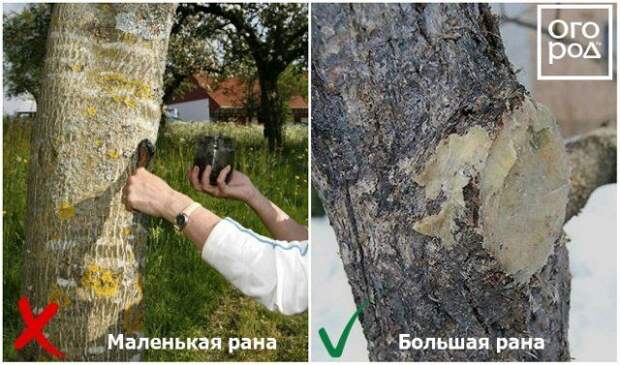 Частые ошибки садоводов-любителей