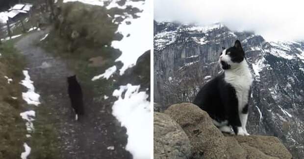 Таинственная спасительница из Швеййцарских Альп животные, интересно, кошки, спасатели