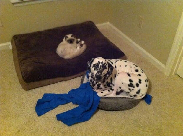 cats-stealing-dog-beds-64-57e226fbc514a__700