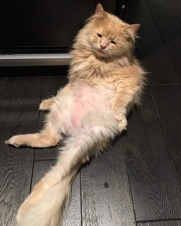 Экзистенциальная тоска: Инстаграм грустного кота Instagram, животные, кот