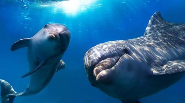 Дельфины. животные, интересные факты, сон