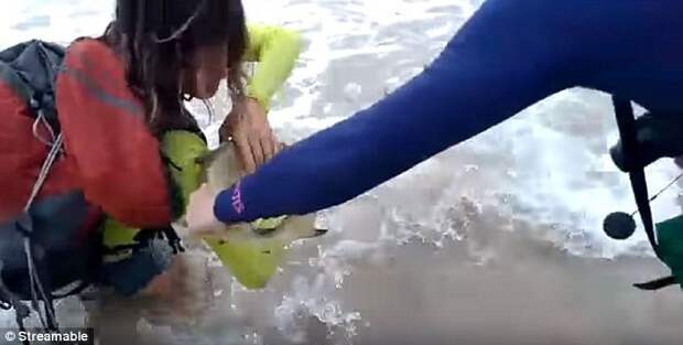 Возлюбленный туристки помог ей освободить руку  акула, селфи, туристка