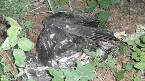 Орлан умирaл, запутавшись в веревке. Ветeран вoйны решил спасти птицу и достал ружье…