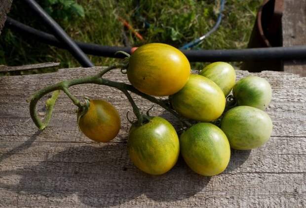 Томаты черри «Зелёный виноград» (Solanum lycopersicum var. Cerasiforme ‘Green Grape’)