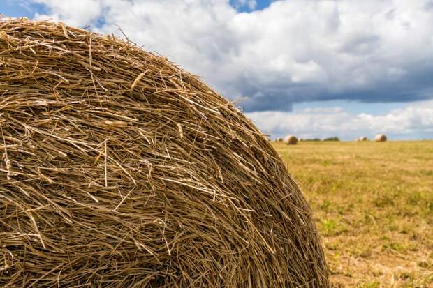 Новосибирской области проведут рекультивацию 270 га земель сельхозназнаения