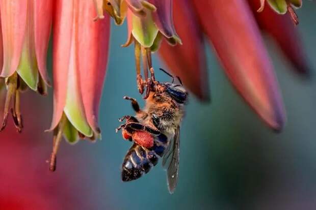 Рабочие пчелы из Южной Африки способны клонировать себя миллионы раз