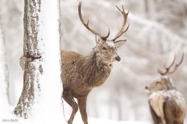 21. животные, мир, олень, природа, фотограф, фотография, шотландия