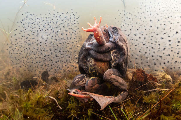 Лягушки в пруду