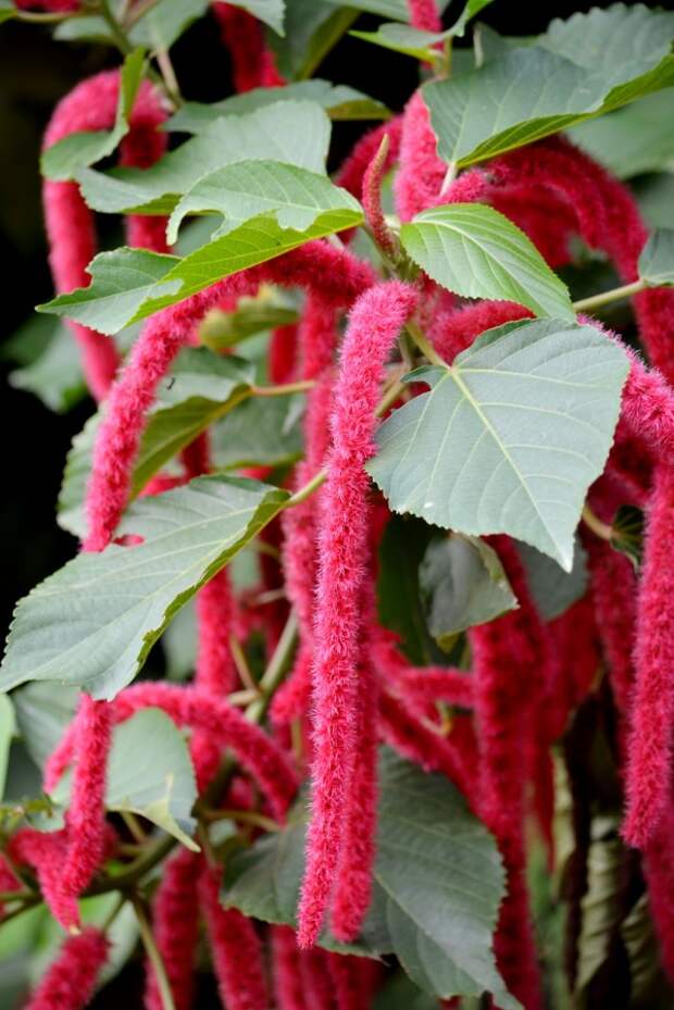 Акалифа (Acalypha)