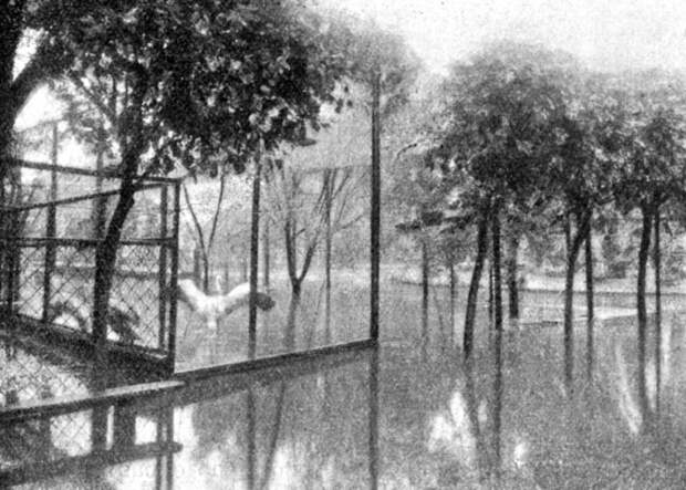 Затопленный сад, 1913 год животные, зоопарк