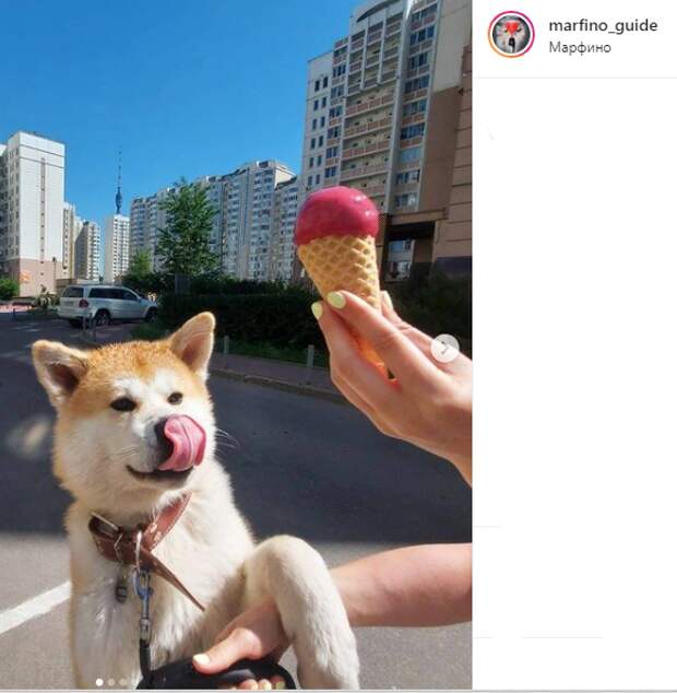 Фото дня: собаку в Марфине угостили мороженым