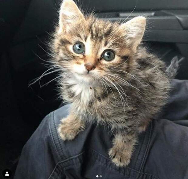 помощь котенку маленький котенок