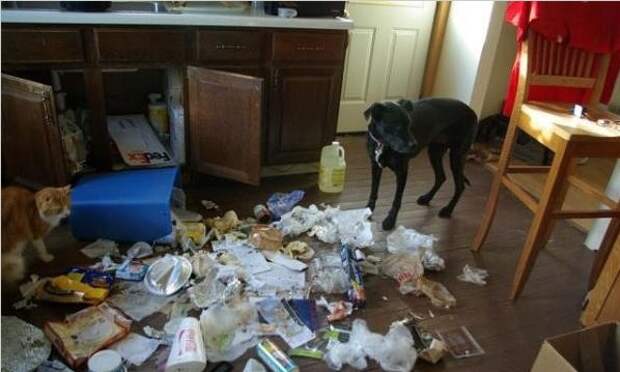 Когда им скучно Когда им скучно животные, факты, юмор