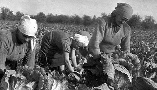 Вся правда о том, что делали советские интеллигенты, когда ездили «на картошку» СССР, интеллигенция, колхоз, студенты, уборка урожая