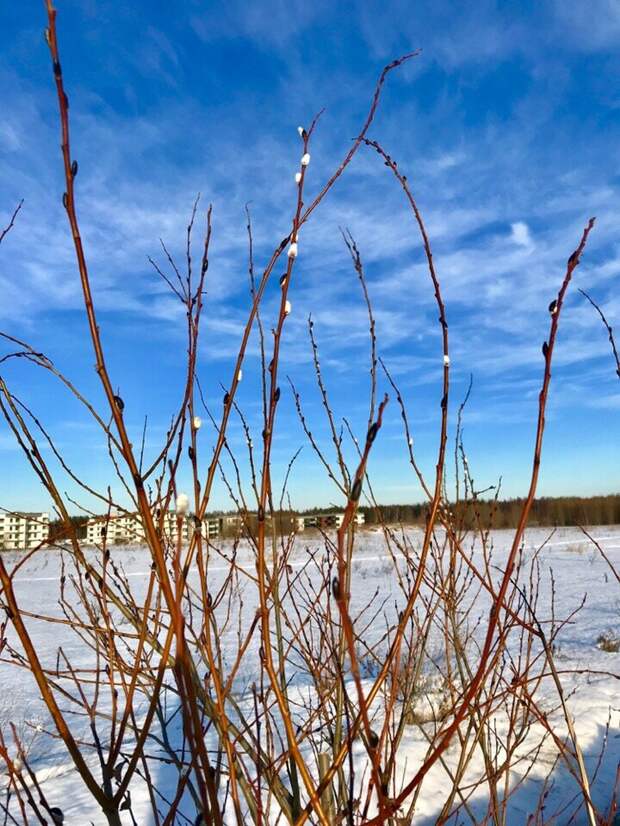 Зимняя верба. Фото из личного архива, 2019