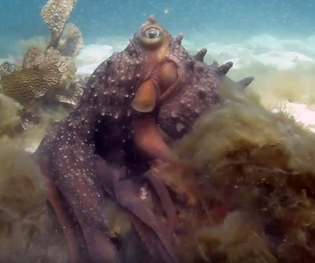 Потревоженный осьминог пытается напугать дайвера своими размерами