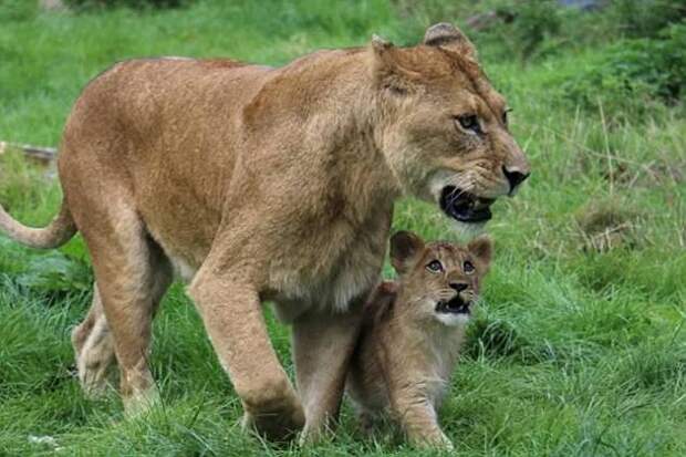 В британском зоопарке папа-лев самостоятельно вырастил оставшегося без мамы львенка