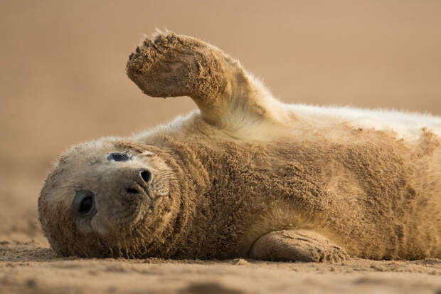 Здрасьте! Детеныш серого тюленя. (Фото Dan Kitwood): животные, фото