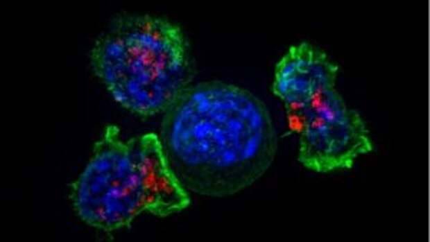 CAR t-cells for cancer therapy