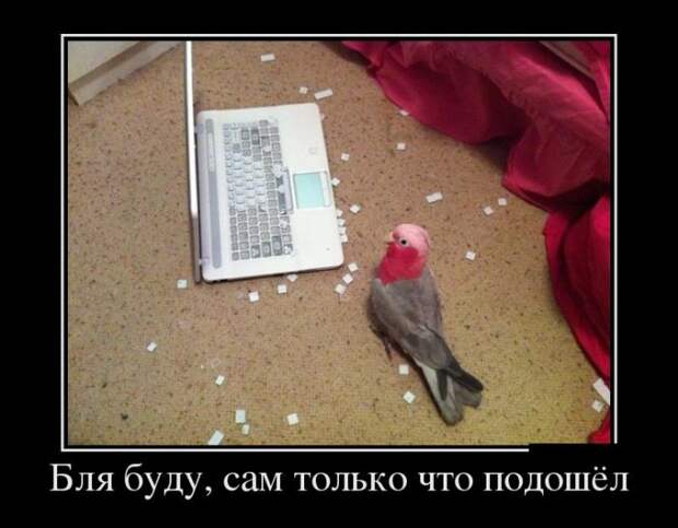 Демотиваторы демотиваторы, прикол, юмор