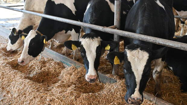 Домашний скот начали изымать в Новосибирской области из-за вспышки бешенства