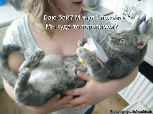 Свежая котоматрица (33 фото)