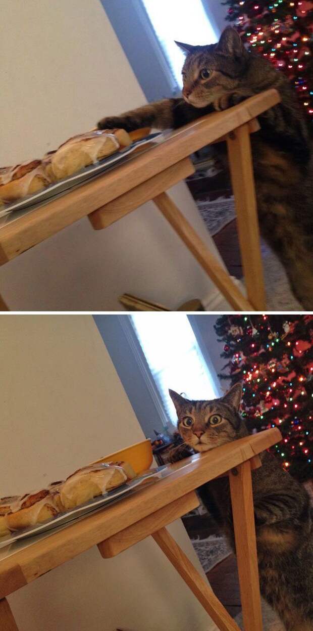 Забавный котопост)