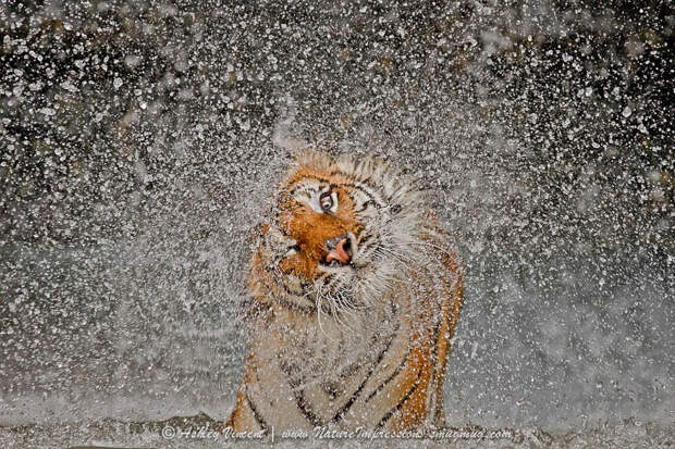 Тигры – дикий животный магнетизм в 30 потрясающих фотографиях 12