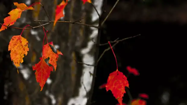 В центре «Фобос» рассказали о погоде в Москве в выходные
