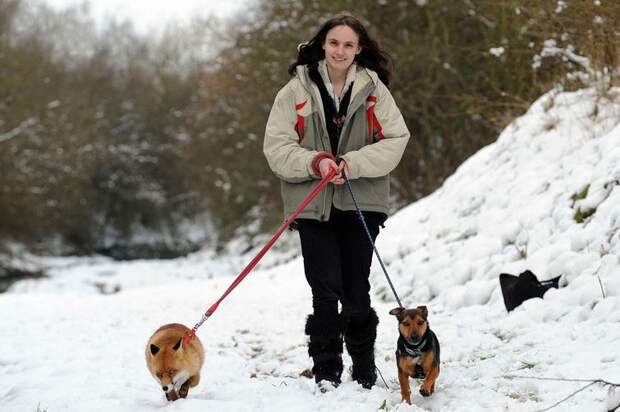 Лисица,считающая себя домашним псом