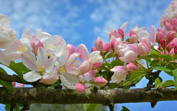 Яблоневый цвет — один из символов наступившей весны!