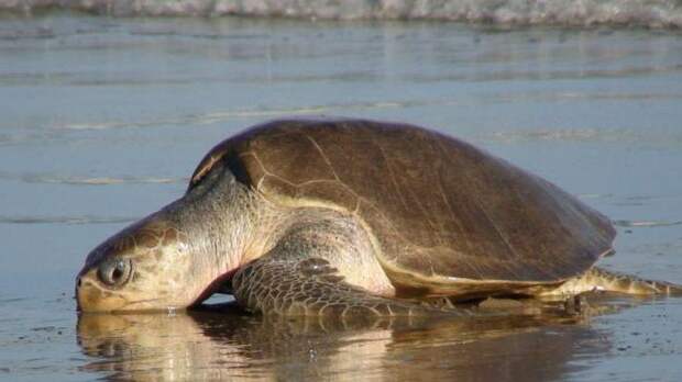 Оливковая черепаха: внешний вид, образ жизни и популяция животного