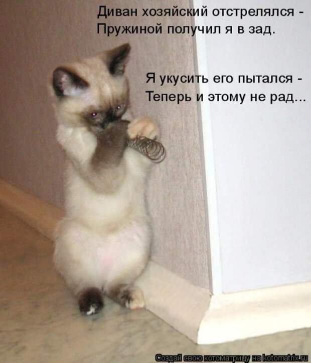 Новая котоматрица на Бугаге (35 фото)