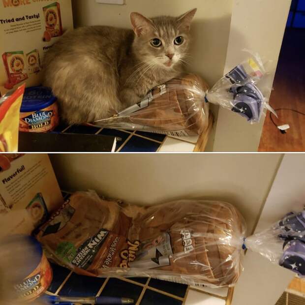 кот и хлеб
