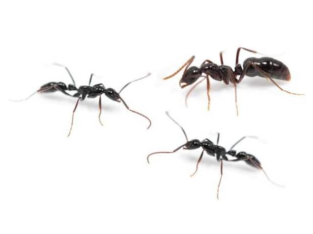 10 фактов о муравьях животные, интересное, муравьи, факты